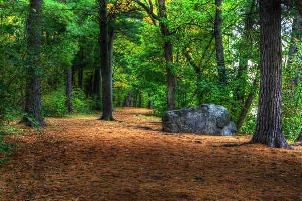 Az őszi erdő színek — Stock Fotó