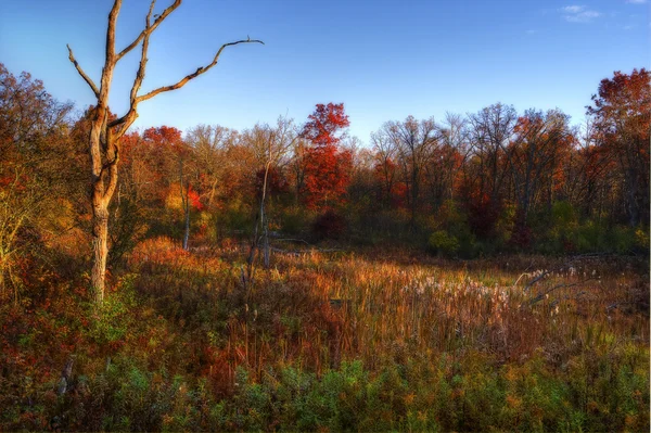 Skogfarger om høsten – stockfoto