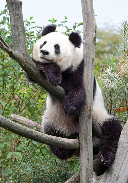 Гігантський панда — стокове фото