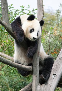 The giant panda clipart