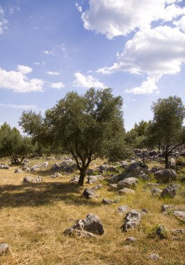 Zeytin bahçeleri