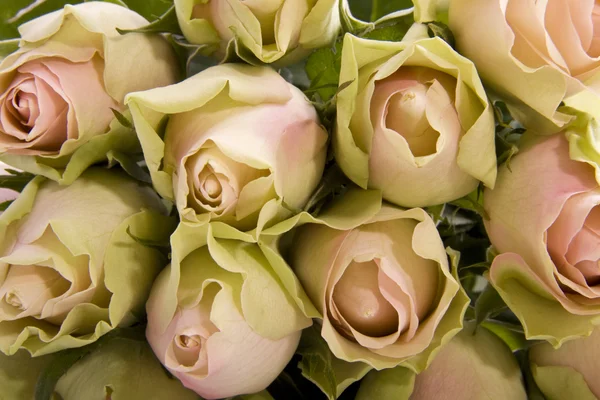 Romantiska rosor — Stockfoto