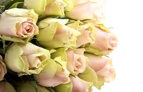 Rose romantiche — Foto Stock