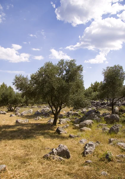 Оливковый сад — стоковое фото
