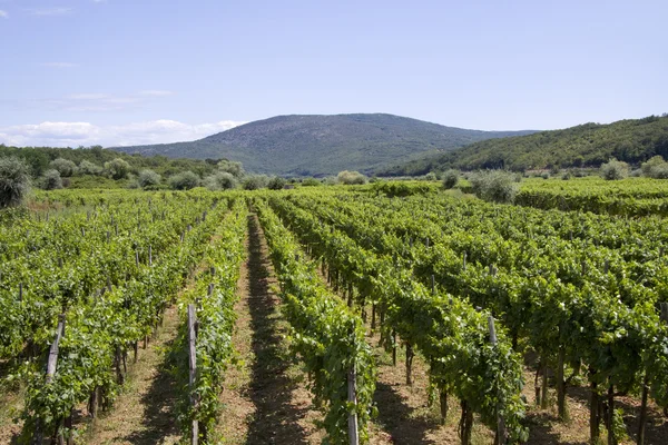 stock image Wine yard