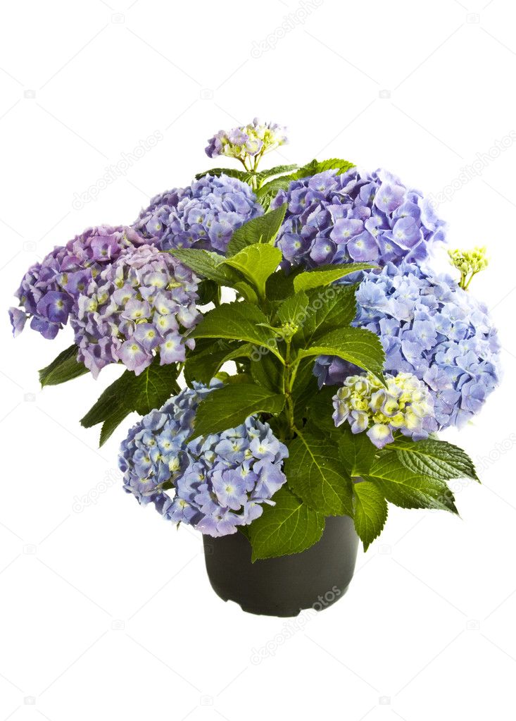 Beautiful blue purple Hortensia