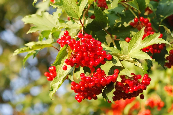 stock image Viburnum berries