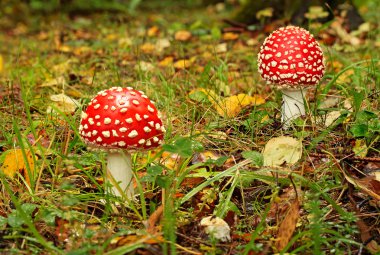 Amanita poisonous mushroom clipart