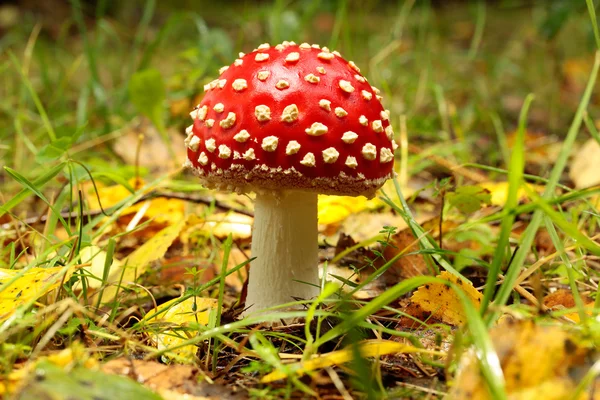 Jedovaté houby Amanita — Stock fotografie