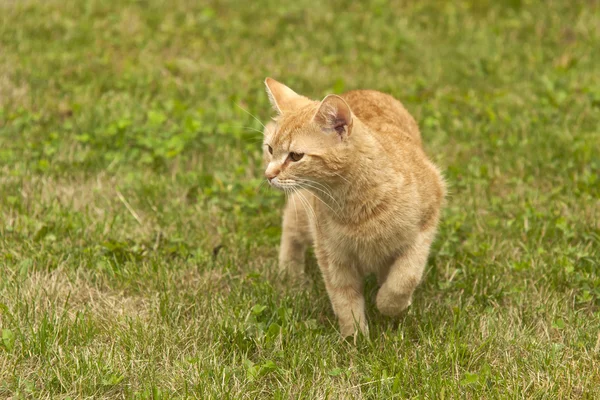 stock image Red cat