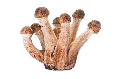 Canım agarics