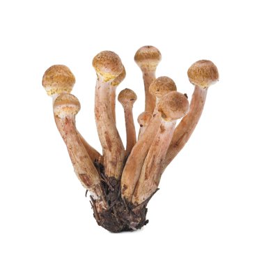 Canım agarics