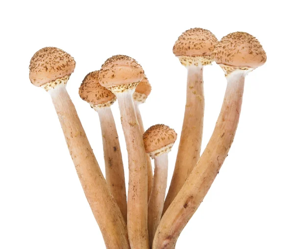 Canım agarics