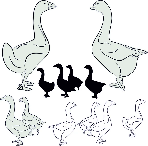 Geese. Wild. Waterfowl, domestic animals. An illustration. — Stock Vector