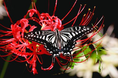 aardig model portretKırmızı amaryllis kelebek.