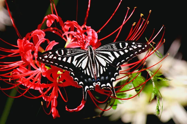 Бабочка на красном амариллисе . Стоковая Картинка