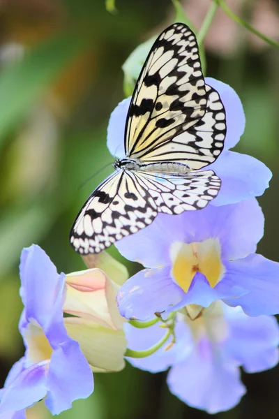 Бабочка и фиолетовые цветы Стоковое Изображение