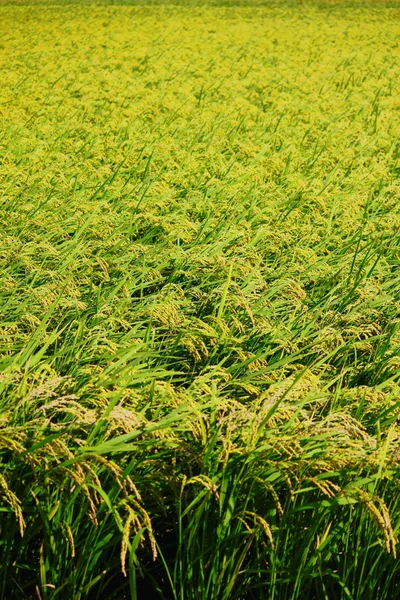 Рисовое поле Лицензионные Стоковые Изображения