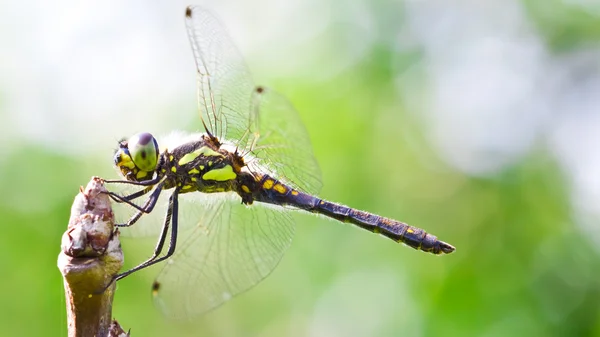 stock image Dragonfly