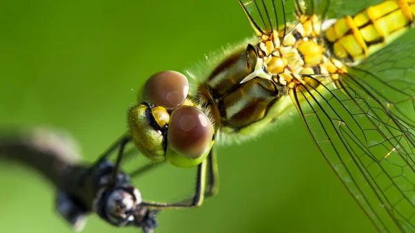 stock image Dragonfly