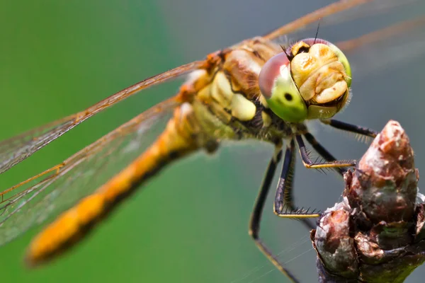 stock image Dragonfly face