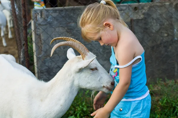 Little girl playing with a goat — Stock Photo, Image
