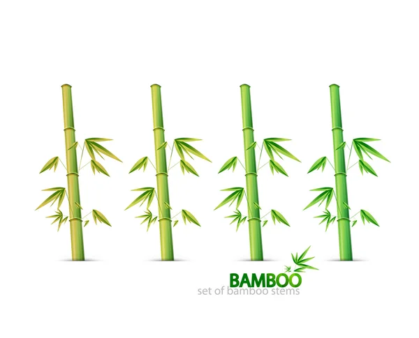 Bamboo szárak — Stock Vector
