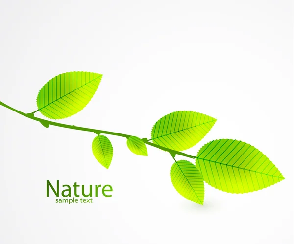 Świeże liście zielone tło wektor — Wektor stockowy