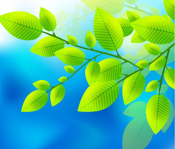 Green leaves on the blue sky vector — Stock Vector