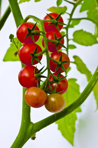 Cocktail tomatoes — Stock Photo, Image