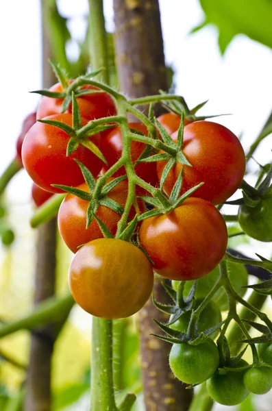 Коктейльные томаты — стоковое фото