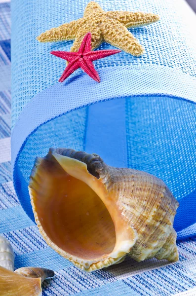 Különböző kagyló gyűjtemény a kék háttér — Stock Fotó