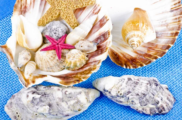 青色の背景に別のムール貝のコレクション — ストック写真