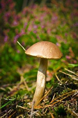 Leccinum