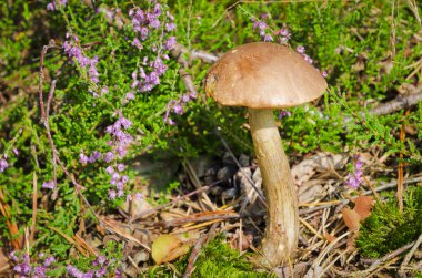 Leccinum