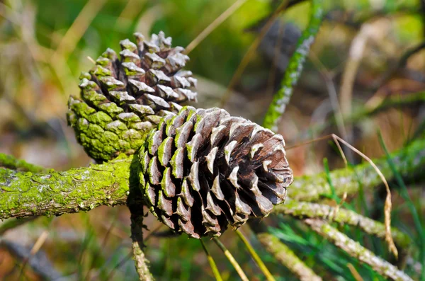 stock image Conifer cone