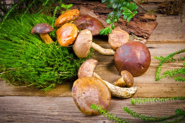 Mushroom collection — Stock Photo, Image