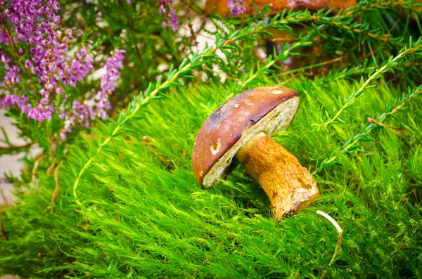 Mushroom collection — Stock Photo, Image