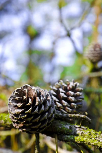Conifer cone Royalty Free Stock Photos