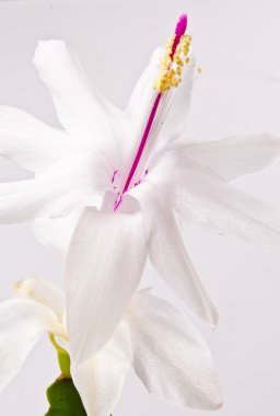 Noel kaktüs - Schlumbergera truncata