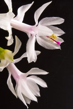 Noel kaktüs - Schlumbergera truncata