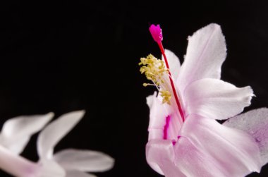 Noel kaktüs - Schlumbergera truncata