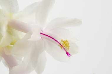 Noel kaktüs - Schlumbergera truncata