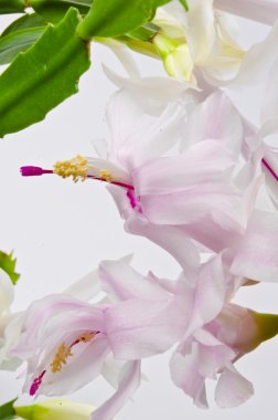 Noel kaktüs - Schlumbergera truncata