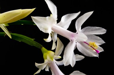 Noel kaktüs - Schlumbergera truncata