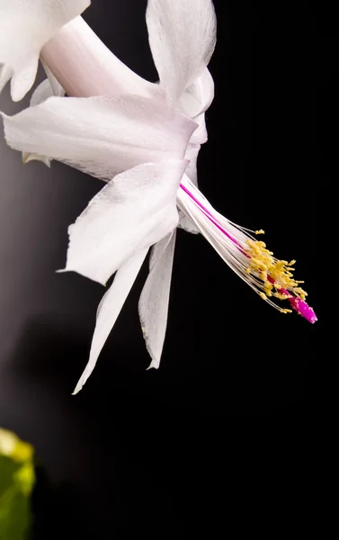 Cacto de Natal - Schlumbergera truncata — Fotografia de Stock