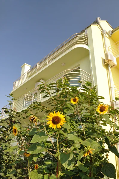 Sunflower in front of the villa. — Stock Photo, Image