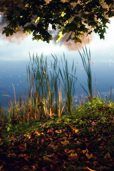 Клен на озері восени — стокове фото