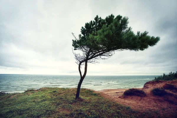 Самотнє дерево на пляжі — стокове фото