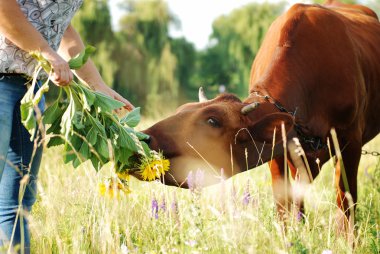 Girl feeding a cow in the meadow with dandelions clipart